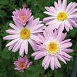 Kopretina šarlatová 'Robinson Rosa' - Chrysanthemum coccineum 'Robinson Rosa'