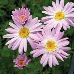 Kopretina šarlatová 'Robinson Rosa' - Chrysanthemum coccineum 'Robinson Rosa'