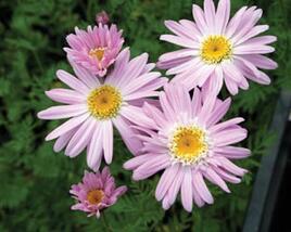Kopretina šarlatová 'Robinson Rosa'