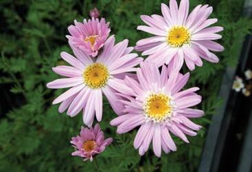 Kopretina šarlatová 'Robinson Rosa'