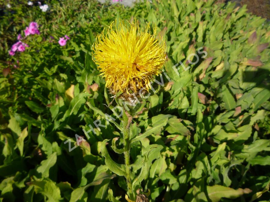 Chrpa žlutokvětá - Centaurea macrocephala
