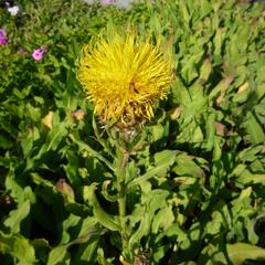 Chrpa žlutokvětá - Centaurea macrocephala