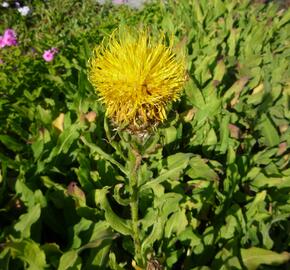 Chrpa žlutokvětá - Centaurea macrocephala