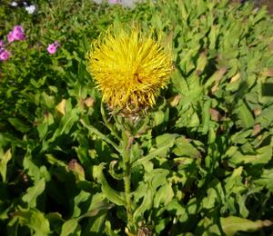 Chrpa žlutokvětá - Centaurea macrocephala