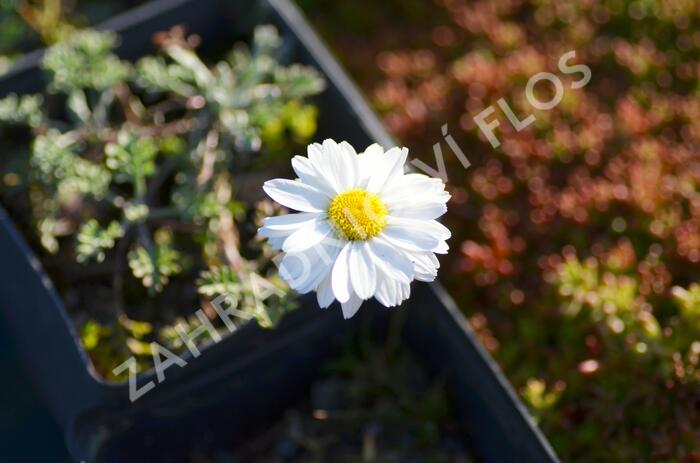 Rmen karpatský 'Karpatenschnee' - Anthemis carpatica 'Karpatenschnee'