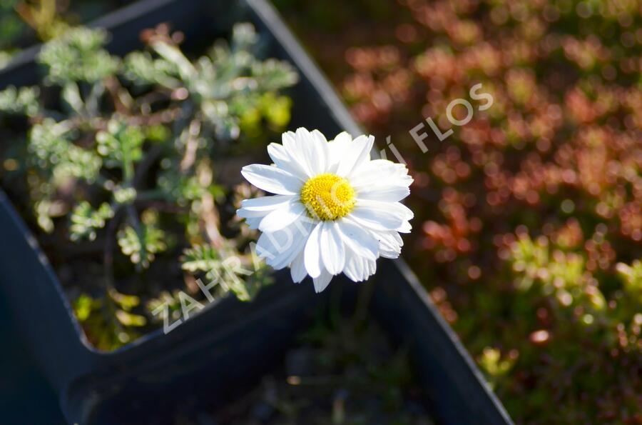 Rmen karpatský 'Karpatenschnee' - Anthemis carpatica 'Karpatenschnee'