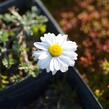 Rmen karpatský 'Karpatenschnee' - Anthemis carpatica 'Karpatenschnee'