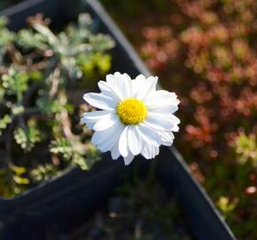 Rmen karpatský 'Karpatenschnee' - Anthemis carpatica 'Karpatenschnee'