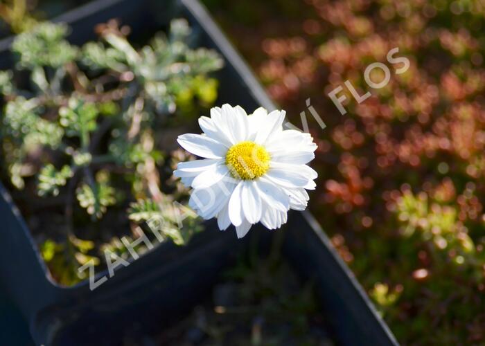 Rmen karpatský 'Karpatenschnee' - Anthemis carpatica 'Karpatenschnee'