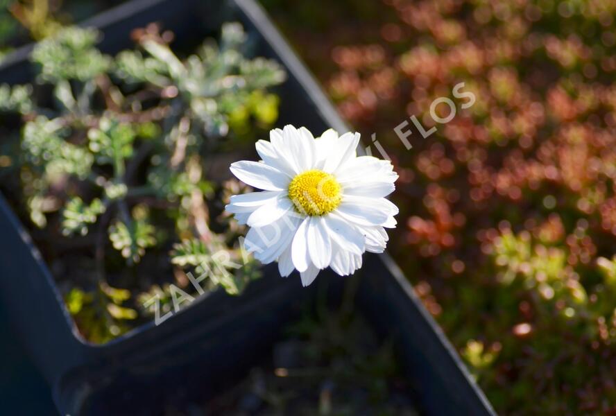 Rmen karpatský 'Karpatenschnee' - Anthemis carpatica 'Karpatenschnee'