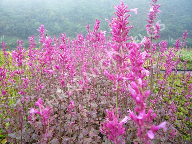 Agastache 'Bolero' - Agastache cana-hybrid 'Bolero'