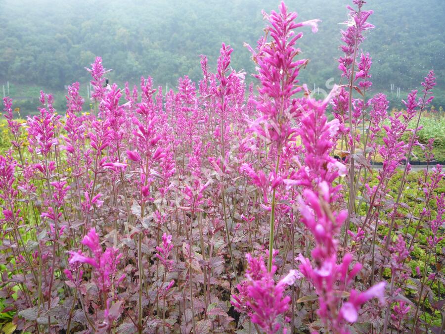 Agastache 'Bolero' - Agastache cana-hybrid 'Bolero'
