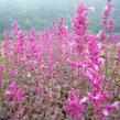 Agastache 'Bolero' - Agastache cana-hybrid 'Bolero'