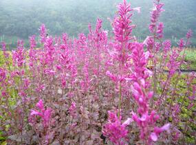 Agastache 'Bolero' - Agastache cana-hybrid 'Bolero'