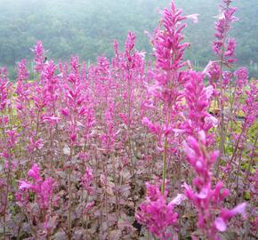 Agastache 'Bolero' - Agastache cana-hybrid 'Bolero'