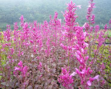 Agastache 'Bolero'