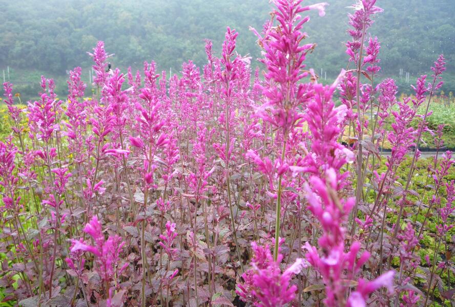 Agastache 'Bolero' - Agastache cana-hybrid 'Bolero'