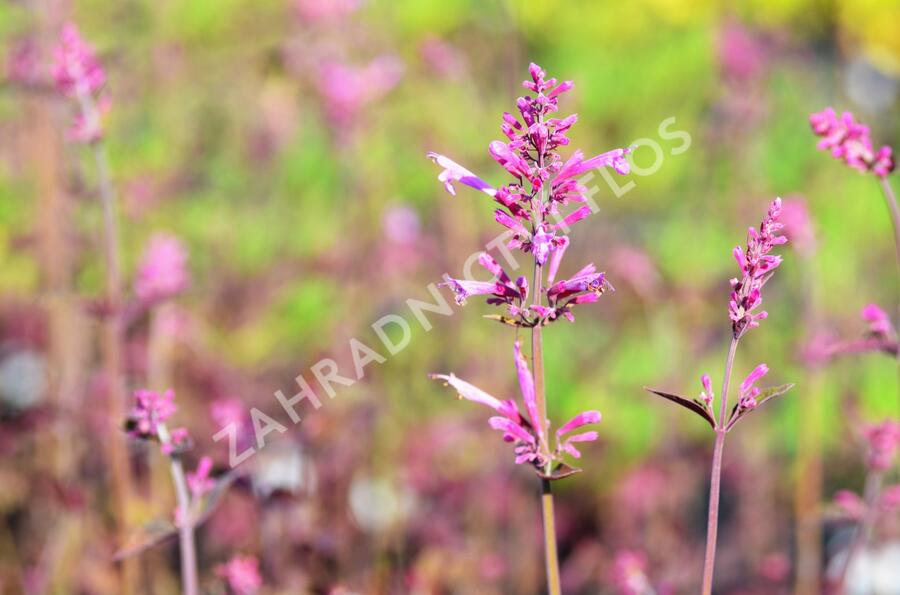 Agastache 'Bolero' - Agastache cana-hybrid 'Bolero'