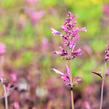 Agastache 'Bolero' - Agastache cana-hybrid 'Bolero'