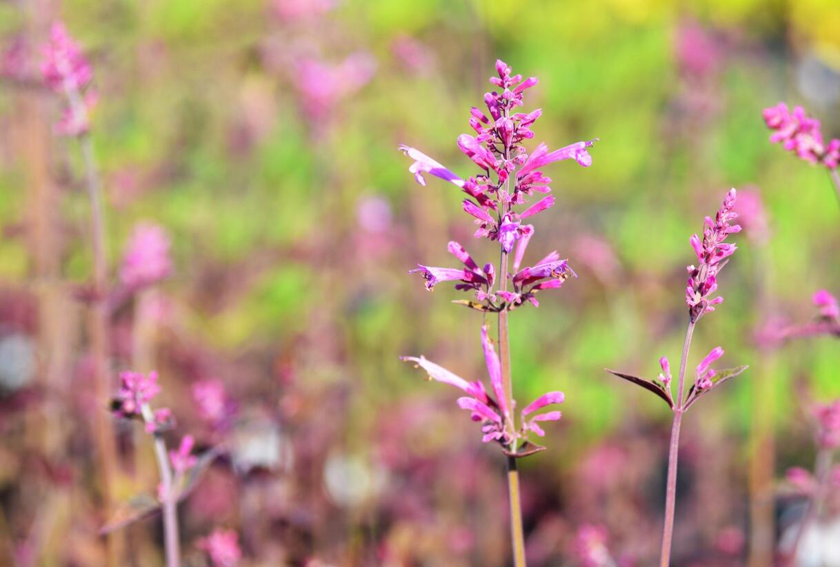 Agastache 'Bolero' - Agastache cana-hybrid 'Bolero'