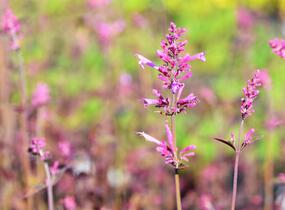 Agastache 'Bolero' - Agastache cana-hybrid 'Bolero'