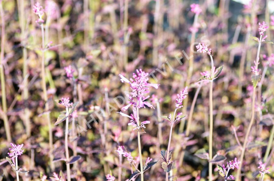 Agastache 'Bolero' - Agastache cana-hybrid 'Bolero'