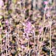 Agastache 'Bolero' - Agastache cana-hybrid 'Bolero'