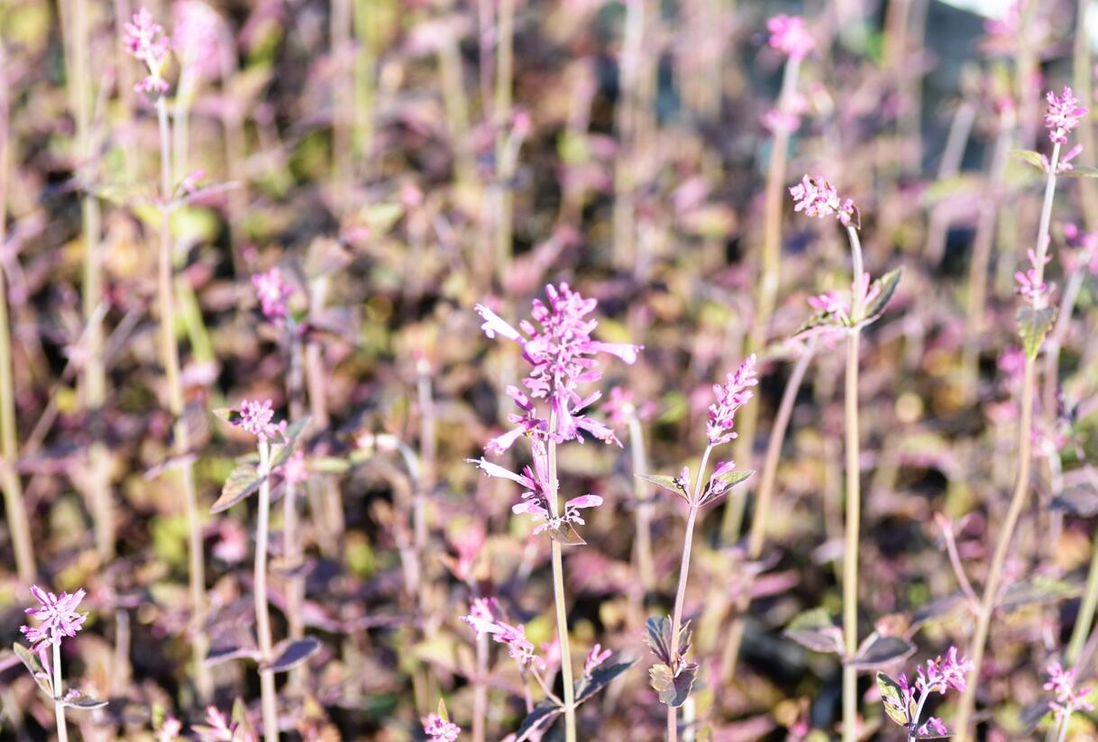 Agastache 'Bolero' - Agastache cana-hybrid 'Bolero'