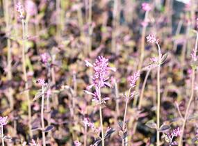 Agastache 'Bolero' - Agastache cana-hybrid 'Bolero'