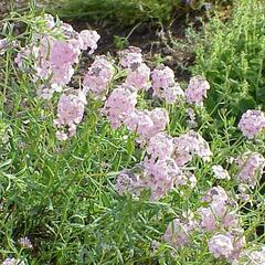 Sivutka velkokvětá - Aethionema grandiflora