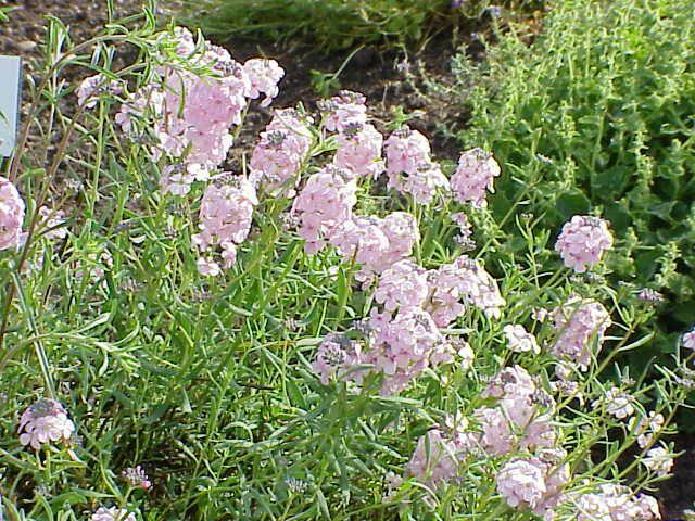 Sivutka velkokvětá - Aethionema grandiflora
