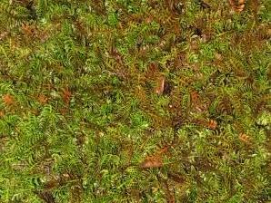 Mechovec kostrbatý - Cotula squalida