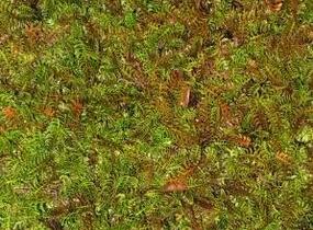 Mechovec kostrbatý - Cotula squalida