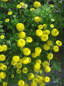 Mechovec kostrbatý - Cotula squalida