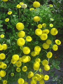 Mechovec kostrbatý - Cotula squalida