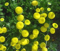 Mechovec kostrbatý - Cotula squalida