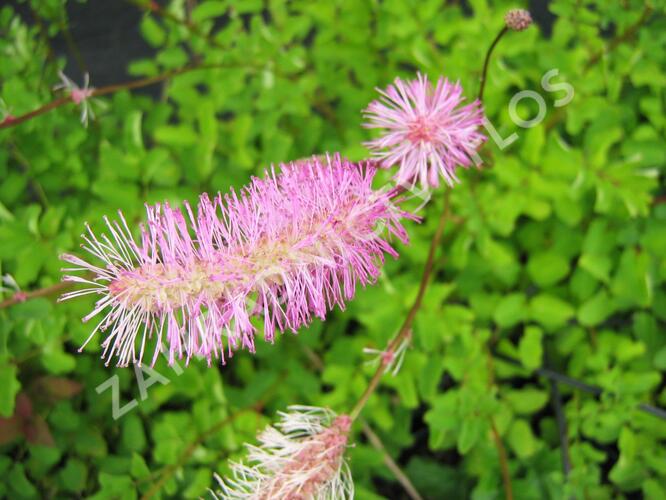 Krvavec - Sanguisorba obtusa