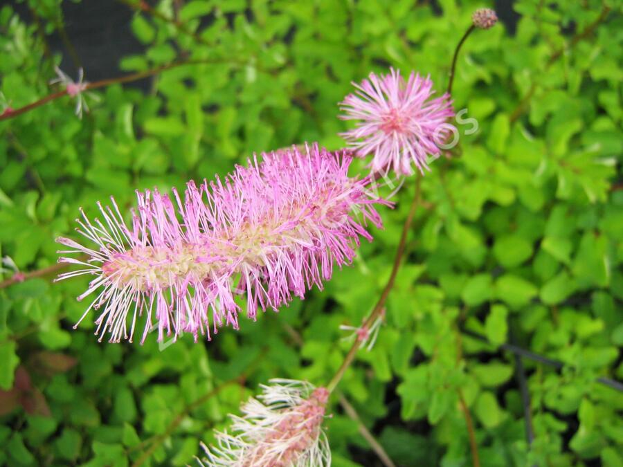 Krvavec - Sanguisorba obtusa