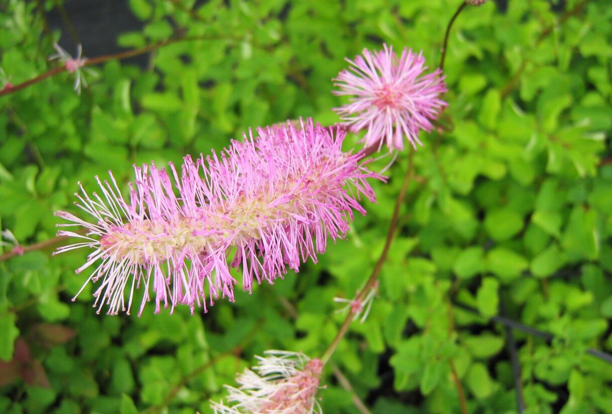 Krvavec - Sanguisorba obtusa