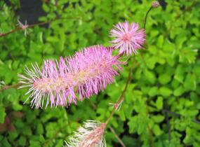 Krvavec - Sanguisorba obtusa