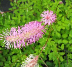 Krvavec - Sanguisorba obtusa