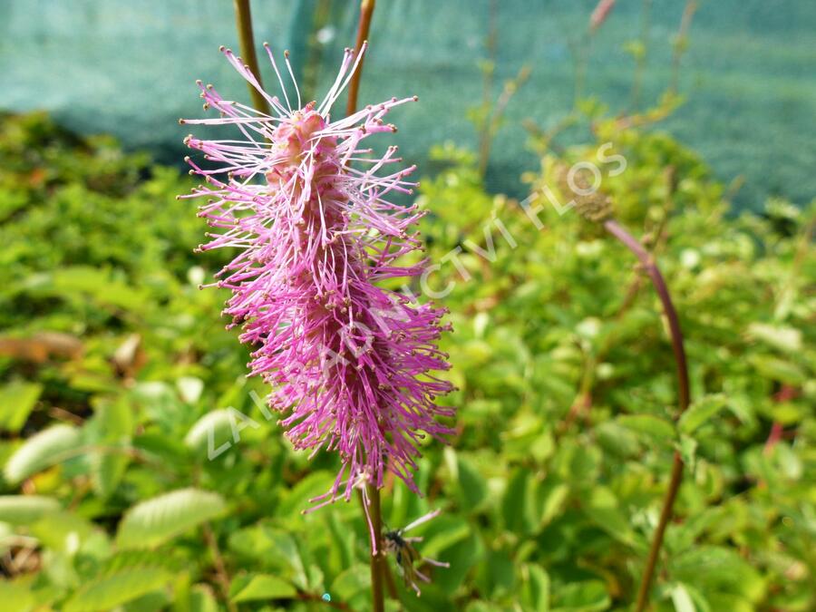 Krvavec - Sanguisorba obtusa