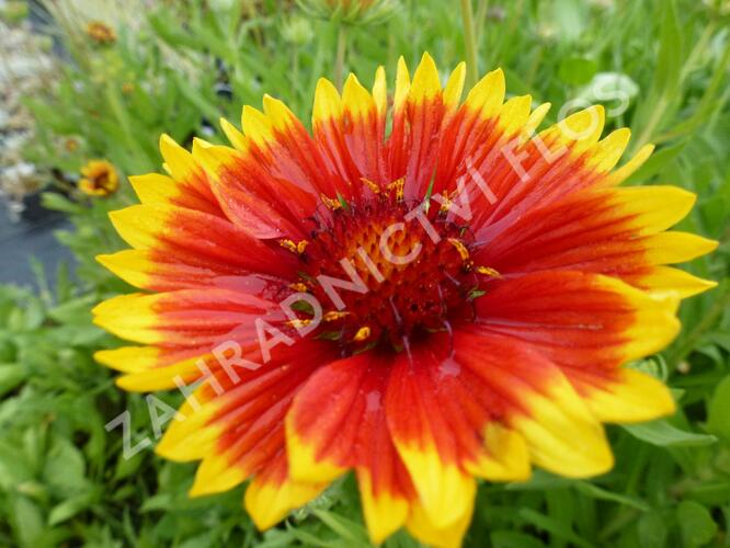 Kokarda osinatá 'Bremen' - Gaillardia aristata 'Bremen'