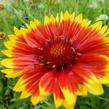 Kokarda osinatá 'Bremen' - Gaillardia aristata 'Bremen'