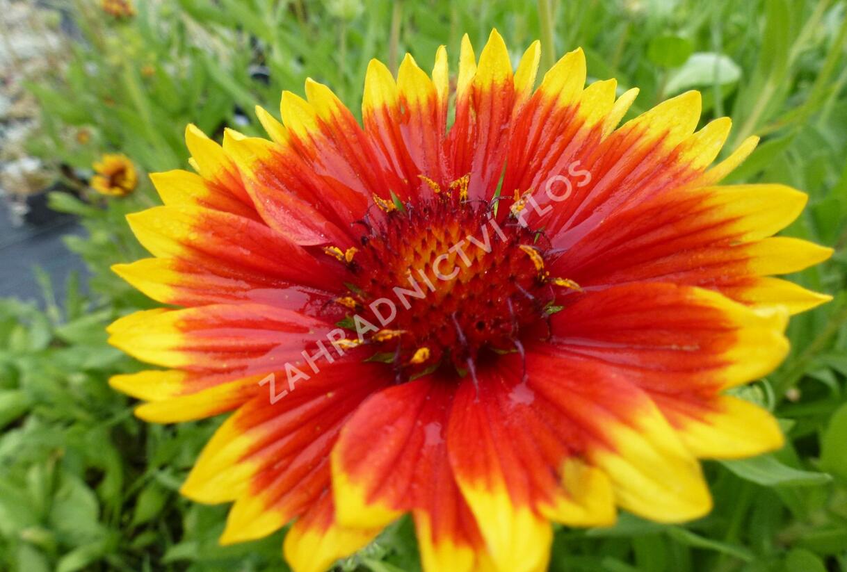Kokarda osinatá 'Bremen' - Gaillardia aristata 'Bremen'