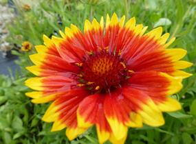 Kokarda osinatá 'Bremen' - Gaillardia aristata 'Bremen'