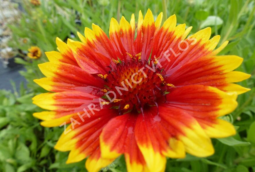 Kokarda osinatá 'Bremen' - Gaillardia aristata 'Bremen'