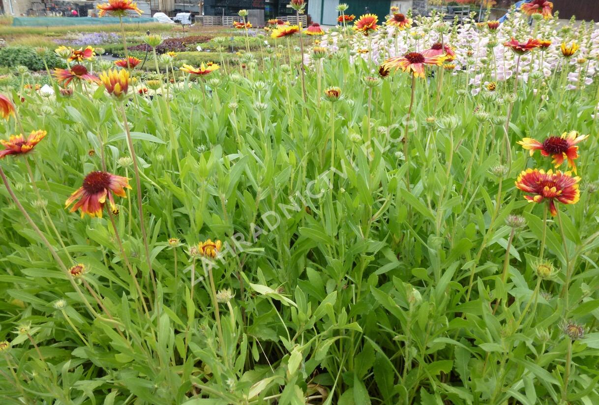 Kokarda osinatá 'Bremen' - Gaillardia aristata 'Bremen'