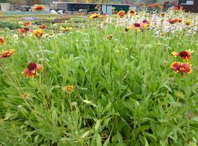 Kokarda osinatá 'Bremen' - Gaillardia aristata 'Bremen'