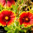 Kokarda osinatá 'Bremen' - Gaillardia aristata 'Bremen'